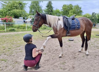 Irish Sport Horse Mix, Mare, 6 years, 15,2 hh, Pinto