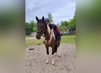 Irish Sport Horse Mix, Mare, 6 years, 15,2 hh, Pinto
