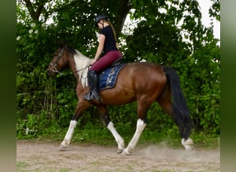 Irish Sport Horse Mix, Mare, 6 years, 15,2 hh, Pinto