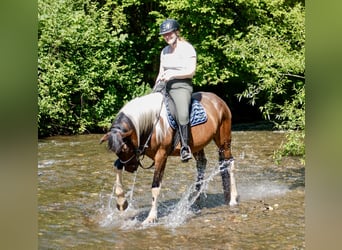 Irish Sport Horse Mix, Mare, 6 years, 15,2 hh, Pinto