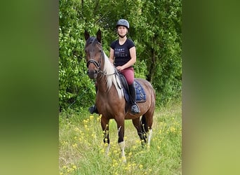 Irish Sport Horse Mix, Mare, 6 years, 15,2 hh, Pinto