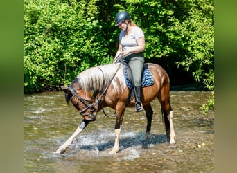 Irish Sport Horse Mix, Mare, 6 years, 15,2 hh, Pinto