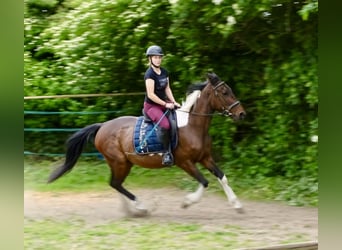 Irish Sport Horse Mix, Mare, 6 years, 15,2 hh, Pinto