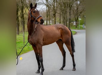 Irish Sport Horse Mix, Mare, 6 years, 15,3 hh