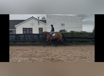 Irish Sport Horse, Mare, 6 years, 16.1 hh, Bay
