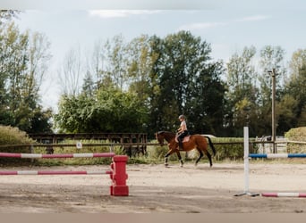 Irish Sport Horse, Mare, 6 years, 16.1 hh, Brown