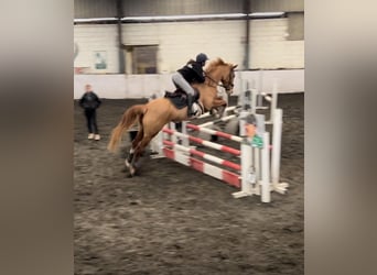 Irish Sport Horse, Mare, 6 years, 16.1 hh, Chestnut