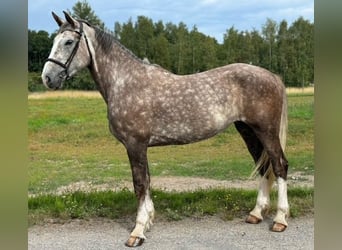 Irish Sport Horse, Mare, 6 years, 16,1 hh, Gray-Red-Tan