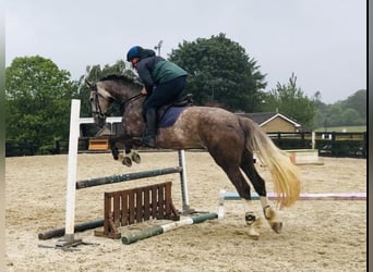 Irish Sport Horse, Mare, 6 years, 16,1 hh, Gray-Red-Tan