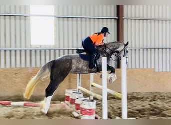 Irish Sport Horse, Mare, 6 years, 16,1 hh, Gray-Red-Tan