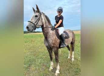 Irish Sport Horse, Mare, 6 years, 16,1 hh, Gray-Red-Tan