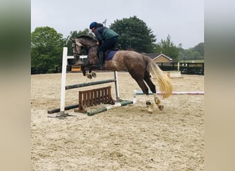 Irish Sport Horse, Mare, 6 years, 16,1 hh, Gray-Red-Tan