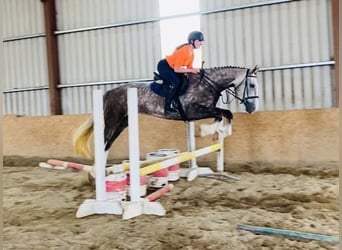 Irish Sport Horse, Mare, 6 years, 16,1 hh, Gray-Red-Tan