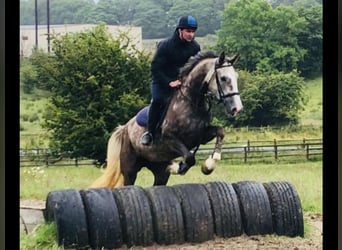 Irish Sport Horse, Mare, 6 years, 16,1 hh, Gray-Red-Tan