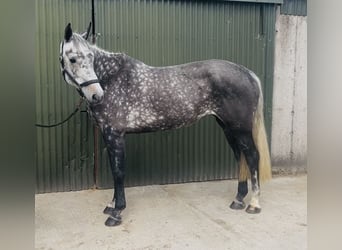 Irish Sport Horse, Mare, 6 years, 16.1 hh, Grey-Dapple