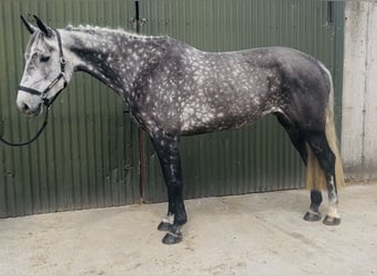 Irish Sport Horse, Mare, 6 years, 16.1 hh, Grey-Dapple