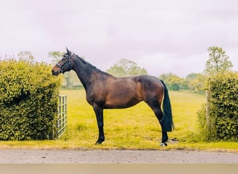 Irish Sport Horse, Mare, 6 years, 16.2 hh, Bay