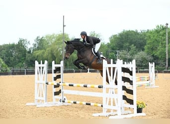 Irish Sport Horse, Mare, 6 years, 16.2 hh, Bay