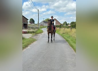 Irish Sport Horse, Mare, 6 years, 16.2 hh, Brown