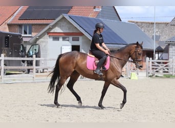 Irish Sport Horse, Mare, 6 years, 16.2 hh, Brown