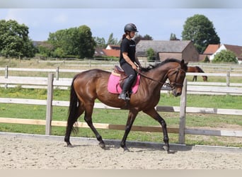 Irish Sport Horse, Mare, 6 years, 16.2 hh, Brown