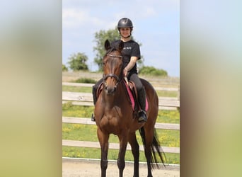 Irish Sport Horse, Mare, 6 years, 16.2 hh, Brown
