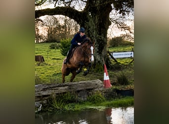 Irish Sport Horse, Mare, 6 years, 16.3 hh, Brown