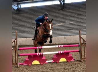 Irish Sport Horse, Mare, 6 years, 16.3 hh, Brown