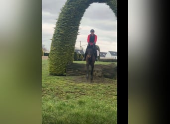 Irish Sport Horse, Mare, 6 years, 16 hh, Bay