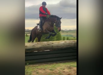 Irish Sport Horse, Mare, 6 years, 16 hh, Bay