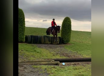 Irish Sport Horse, Mare, 6 years, 16 hh, Bay