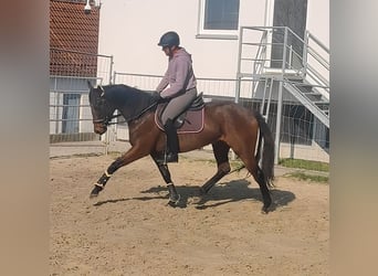Irish Sport Horse, Mare, 6 years, 16 hh, Brown