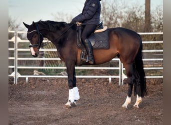 Irish Sport Horse, Mare, 6 years, 16 hh, Brown