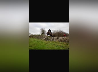 Irish Sport Horse, Mare, 6 years, 16 hh, Brown