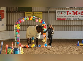 Irish Sport Horse, Mare, 6 years, 16 hh, Brown