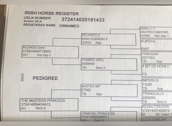 Irish Sport Horse, Mare, 6 years, 16 hh, Chestnut