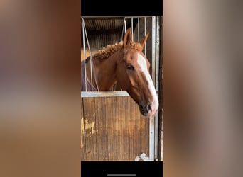 Irish Sport Horse, Mare, 6 years, 16 hh, Chestnut