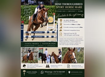 Irish Sport Horse, Mare, 6 years, 16 hh, Chestnut