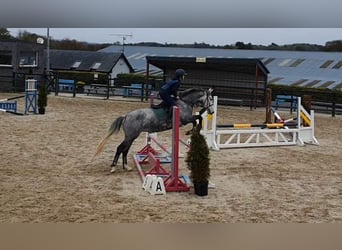 Irish Sport Horse, Stute, 6 Jahre, 16 hh, Schimmel