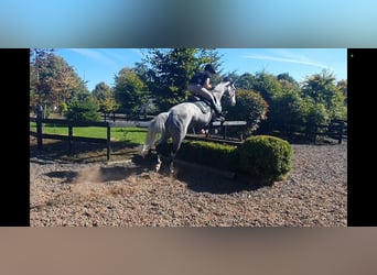 Irish Sport Horse, Stute, 6 Jahre, 16 hh, Schimmel