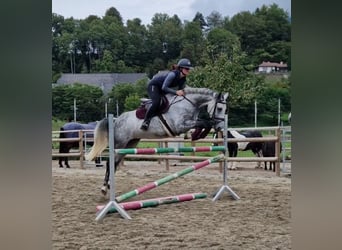 Irish Sport Horse, Mare, 6 years, 16 hh, Grey-Dapple