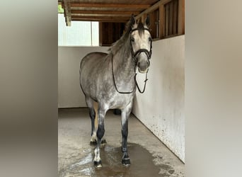 Irish Sport Horse, Mare, 6 years, 16 hh, Grey-Dapple