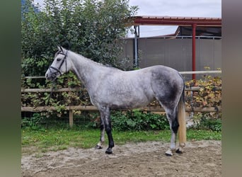 Irish Sport Horse, Mare, 6 years, 16 hh, Grey-Dapple
