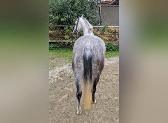 Irish Sport Horse, Mare, 6 years, 16 hh, Grey-Dapple