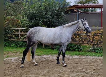 Irish Sport Horse, Mare, 6 years, 16 hh, Grey-Dapple