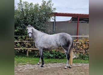 Irish Sport Horse, Mare, 6 years, 16 hh, Grey-Dapple