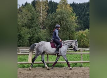 Irish Sport Horse, Mare, 6 years, 16 hh, Grey-Dapple