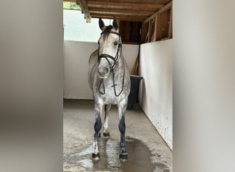 Irish Sport Horse, Mare, 6 years, 16 hh, Grey-Dapple