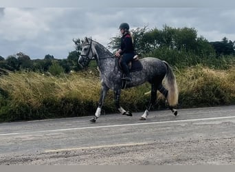 Irish Sport Horse, Mare, 6 years, 16 hh, Grey-Dapple