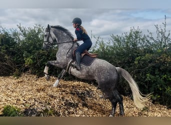 Irish Sport Horse, Mare, 6 years, 16 hh, Grey-Dapple